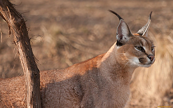 Animals, Bobcats HD wallpaper