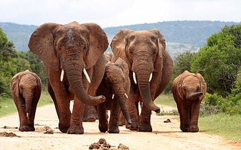 Elephants, animals, love, trees, babies, nature, wild HD wallpaper