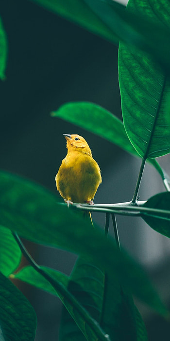 Cute yellow bird, Tree branch paradise, , -perfect moment HD phone wallpaper