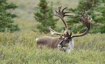 Caribou nature rules, Fandom wiki, Enthusiast community, Nature lovers HD wallpaper