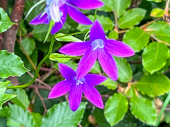 Minunatia primaverii, ser, ger, cer, aer HD wallpaper