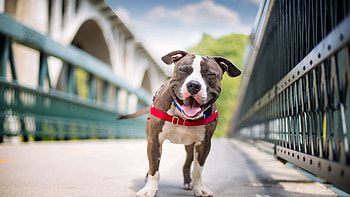 Animals, Dog, Smile, American Staffordshire Terrier HD wallpaper