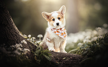 Welsh Corgi, dog, animal, puppy HD wallpaper
