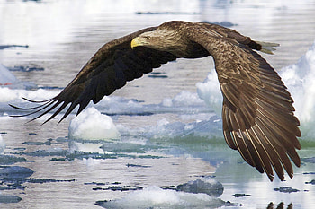 Flying Eagle, flying, beautiful, eagle HD wallpaper