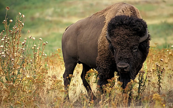 Animals, Bisons HD wallpaper