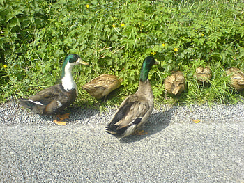 quack quack, ducks, mallard HD wallpaper