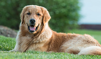 Dog, sweet, animal, dogs, cute, beautiful, puppys, puppy, pretty, animals, lovely HD wallpaper