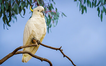 Bird lover's delight, Cockatoo , background HD wallpaper