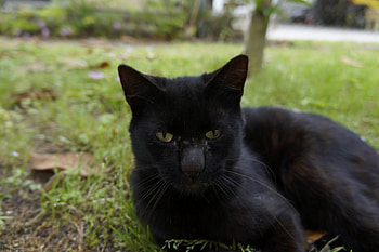 Midnight Black Cat, backyard, black, midnight, cats, eyes, cute, cat, grass, outside, pretty, animals, green, lay HD wallpaper