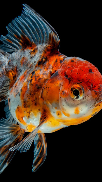 Gold Fish, Nature HD phone wallpaper