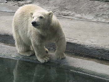 Animals, Water, Polar Bear, Reserve HD wallpaper