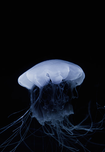 Animals, Jellyfish, Dark, Beautiful, Tentacle HD phone wallpaper