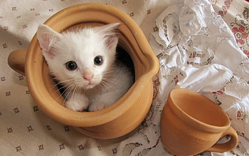 Animals, Cats HD wallpaper