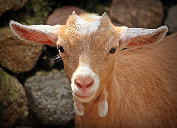 Animals, Young, Muzzle, Goat HD wallpaper