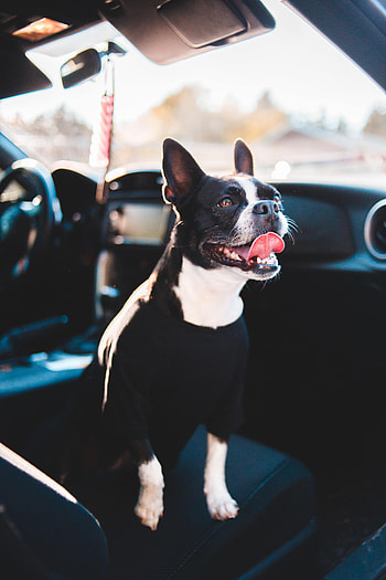 Animals, Dog, Car, Pet, Machine, Protruding Tongue, Tongue Stuck Out, Bulldog HD phone wallpaper