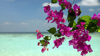 Landscape, Plants, Flowers, Sea HD wallpaper