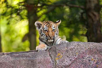 Teen tiger, wild beast, animal HD wallpaper
