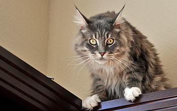 Animals, Cat, Fluffy, Muzzle, Astonishment, Surprise HD wallpaper