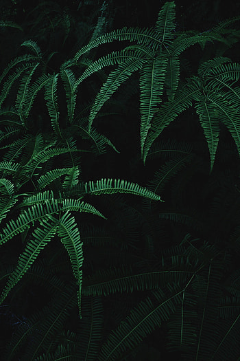 Leaves, Plant, Dark, Fern, Branches HD phone wallpaper