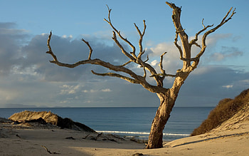 Nature, Horizon, Shore, Bank, Shine, Light, Wood, Tree, Dead, Naked HD wallpaper