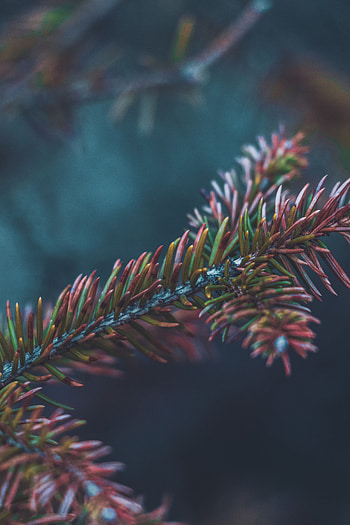 Needle, Bush, Macro, Close-Up, Branch HD phone wallpaper