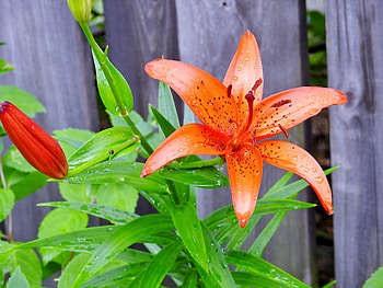 Raindrops On A Day Lily, graphy, Summer, Flowers, Nature, Raindrops, Day Lily HD wallpaper