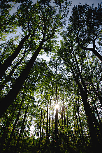 Nature, Trees, Sun, Rays, Beams, Forest HD phone wallpaper