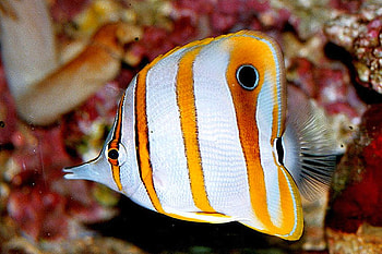 Beautiful Fish, cool, fish, beautiful HD wallpaper