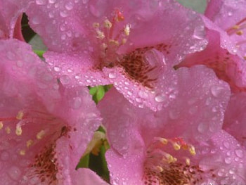 pink flower, pleasure, lovely, love HD wallpaper