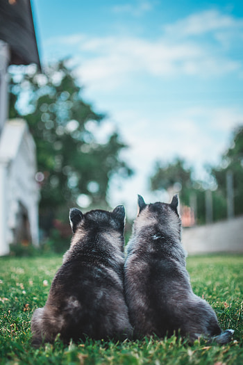Animals, Dogs, Grass, Lawn, Puppies HD phone wallpaper