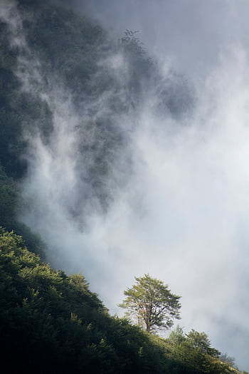 Lush green mountainside enveloped in mist and fog, featuring a solitary tree. HD phone wallpaper