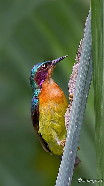 Sunbird, Yellow HD phone wallpaper