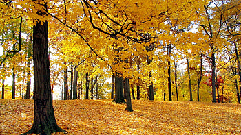 Landscape, Trees, Autumn, Leaves HD wallpaper