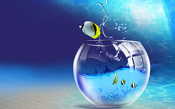 Farewell to the aquarium, farewell, aquarium HD wallpaper