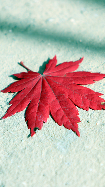 Autumn maple leaf, Red , Sony Xperia Z5 Premium dual, perfection HD phone wallpaper