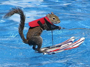 Water Skiing Squirrel, ski, water, squirrel, lifejacket HD wallpaper