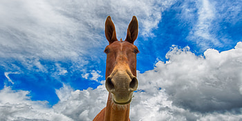 Animals, Muzzle, Cool, Horse, Watch, To Watch HD wallpaper
