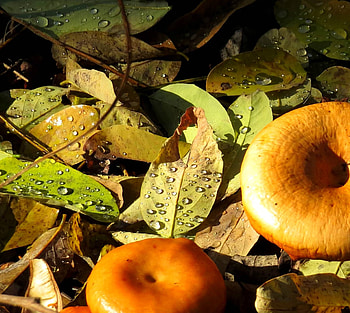 Lactarius zonarius, Forest Mushrooms HD wallpaper