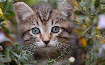 Cat, kitten, sweet, kitty, cats, cute, beautiful, paws, beauty, cat face, pretty, animals, face, lovely, hat HD wallpaper