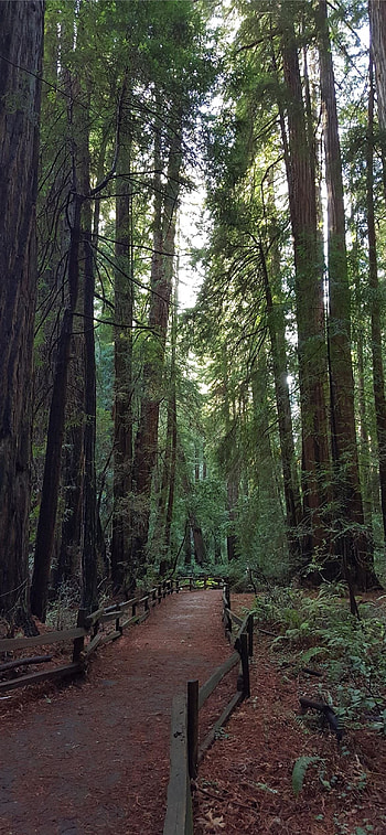 Redwood National Park, , , Stunning nature HD phone wallpaper