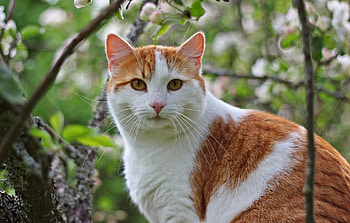 Animals, Wood, Sit, Cat, Tree, Hide, Look HD wallpaper
