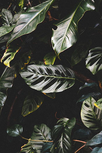 Big and green, leaf, nature HD phone wallpaper