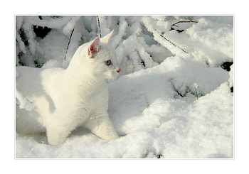 Snow White, cat, white, pretty, snow HD wallpaper