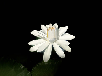 Flowers, Lotus, Dark Background, Bloom, Flowering HD wallpaper