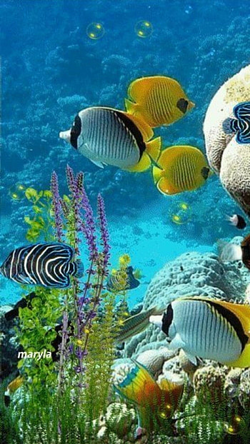 Fish Water, Adorable Fish HD phone wallpaper