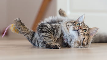 Close-up of a playful tabby cat rolling on the floor with a toy indoors. HD wallpaper