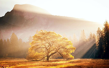 Half Dome in the Morning - Yosemite Valley, California, california, sunrays, sky, mountains, usa, tree HD wallpaper