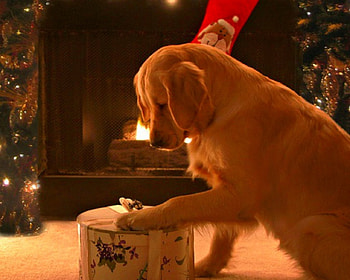 Cute Dog, dog, animal, gift, Christmas HD wallpaper