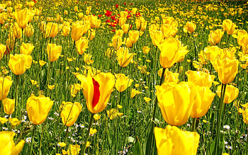 Nature, Flowers, Grass, Tulips, Dandelions, Camomile, Meadow HD wallpaper