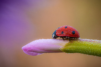The seven-spot ladybird (Coccinella septempunctata), Animal, ladybug HD wallpaper